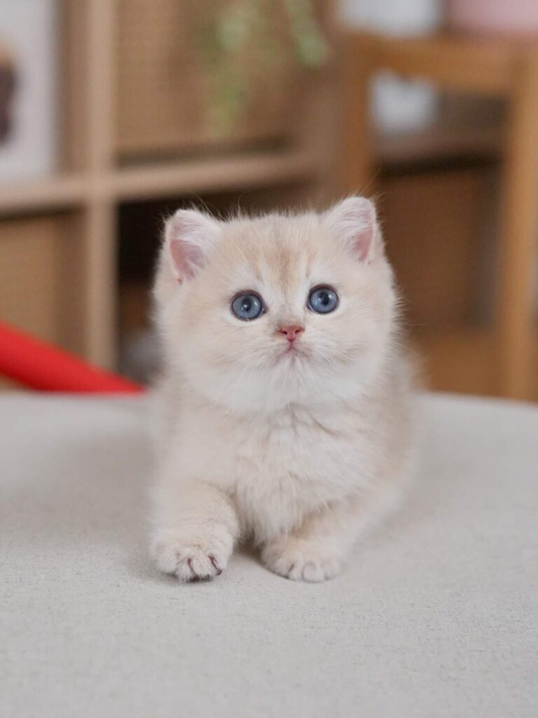 Blue Golden Shaded British Shorthair - Milo - British Shorthair for sale & British Longhair Kittens for sale