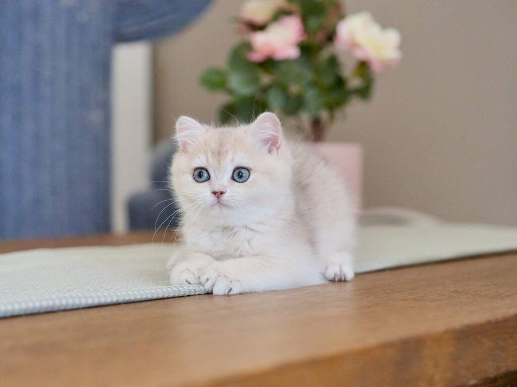 Blue Golden Shaded British Shorthair - Milo - British Shorthair for sale & British Longhair Kittens for sale