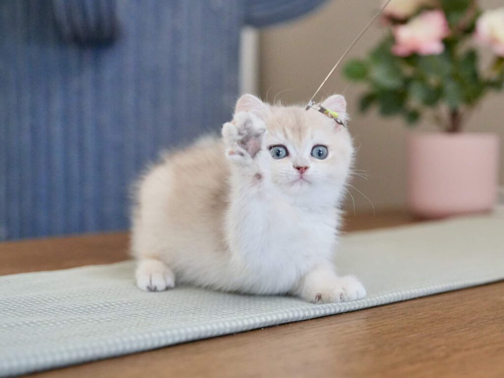 Blue Golden Shaded British Shorthair - Milo - British Shorthair for sale & British Longhair Kittens for sale