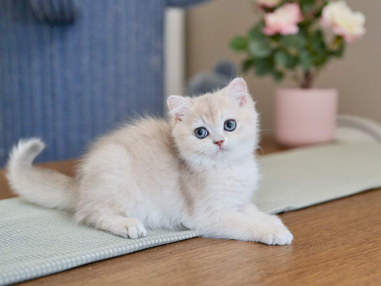 British Shorthair For Sale - British Shorthair for sale & British Longhair Kittens for sale