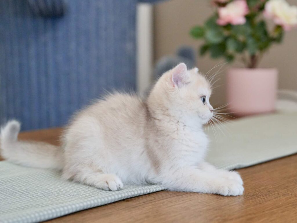 Blue Golden Shaded British Shorthair - Milo - British Shorthair for sale & British Longhair Kittens for sale