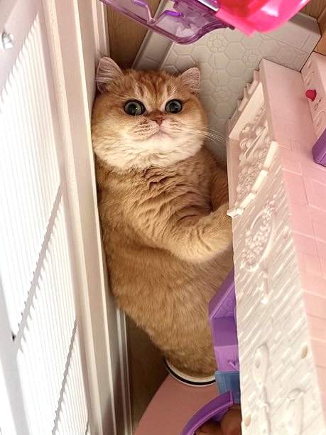 Golden Shaded British Shorthair - Solo - British Shorthair for sale & British Longhair Kittens for sale