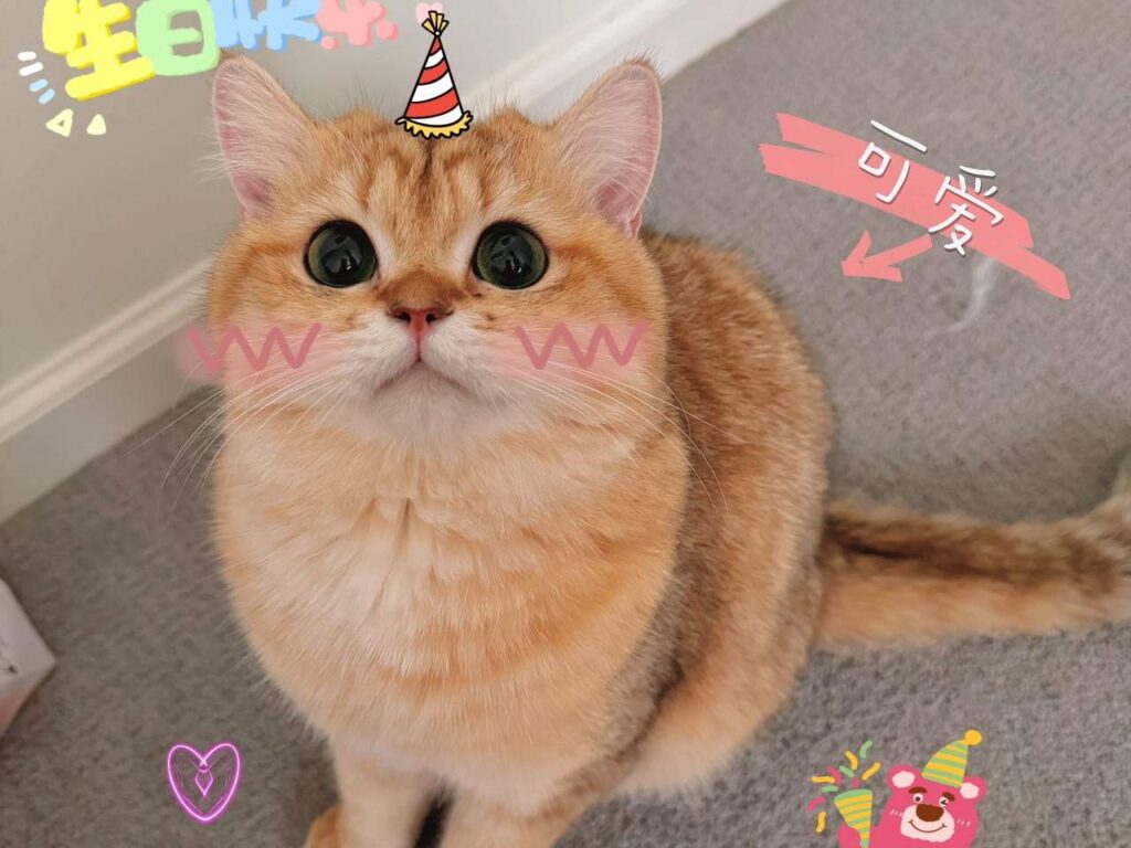 english shorthair cat for sale ferrari is looking at you