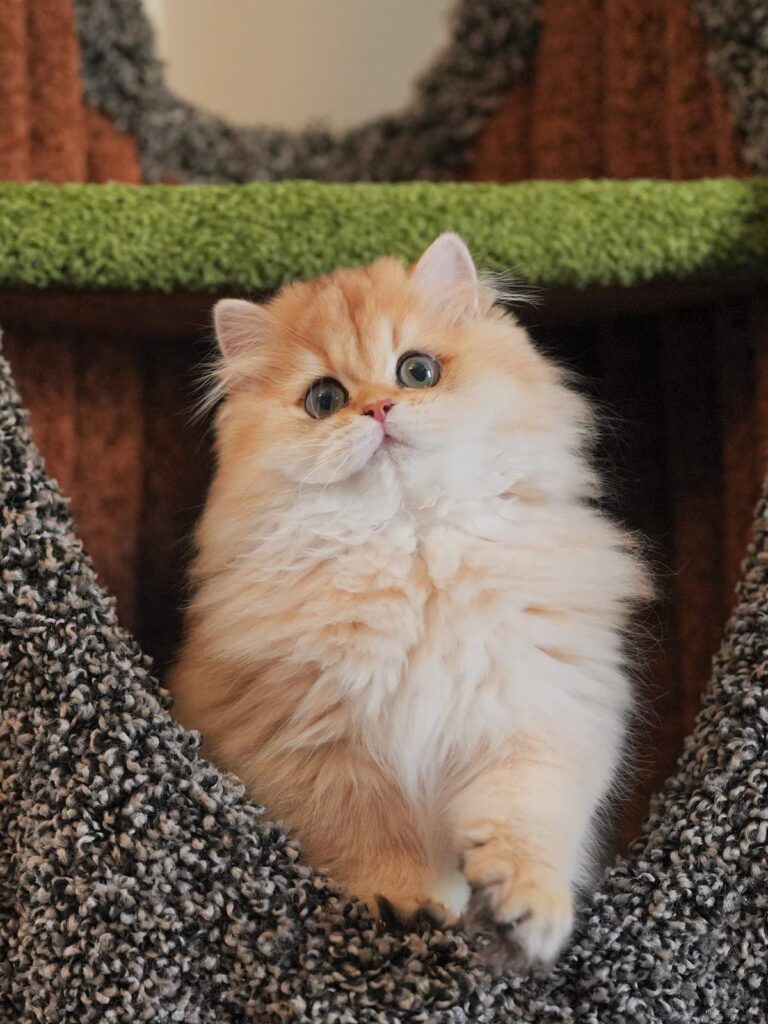 Furball_IMG_3952_result british longhair cat for sale furball is playing on a tree like cat tree