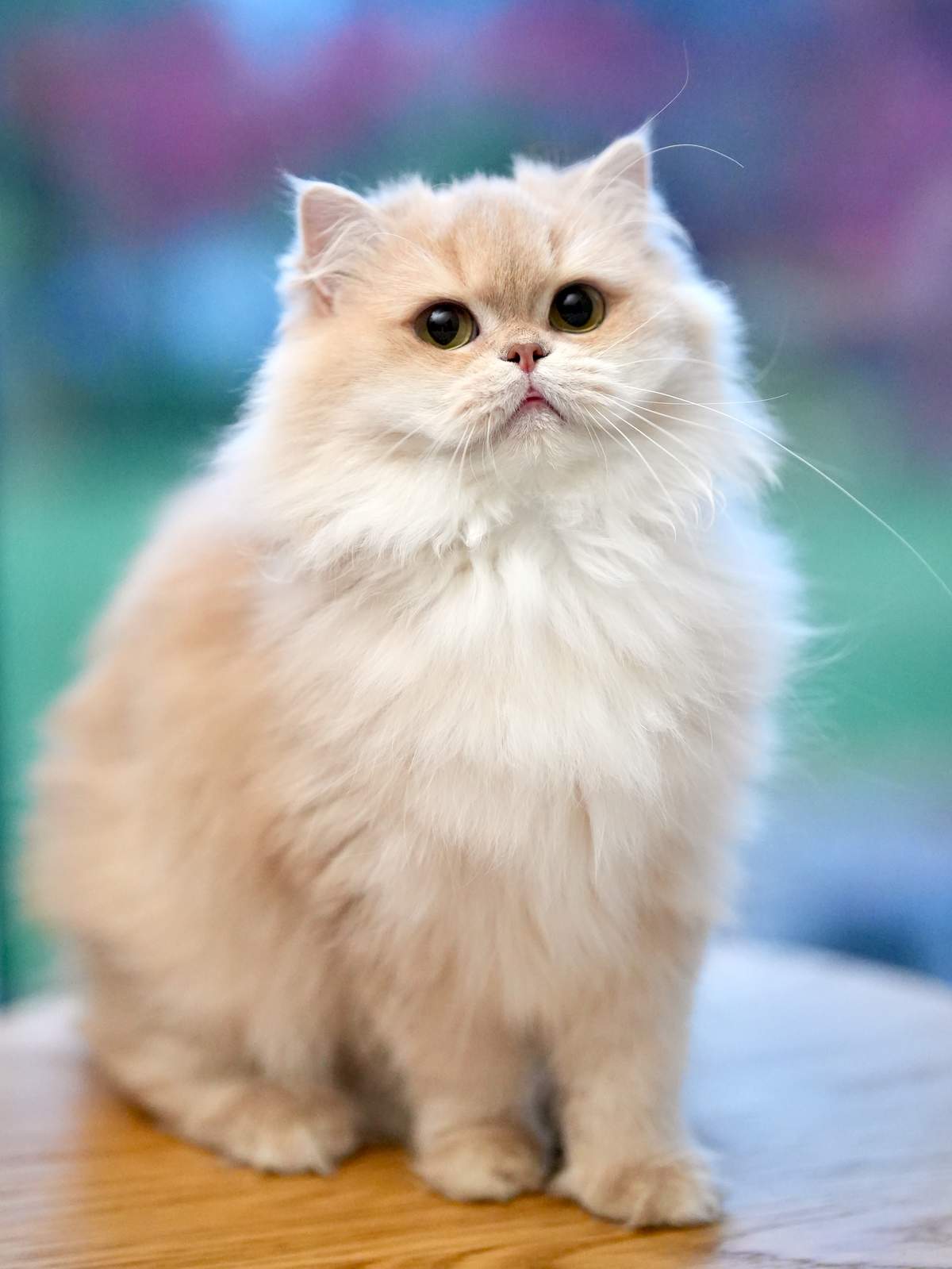 lilac golden shaded british longhair HoneyBear is a needy and friendly girl who enjoys being with us.