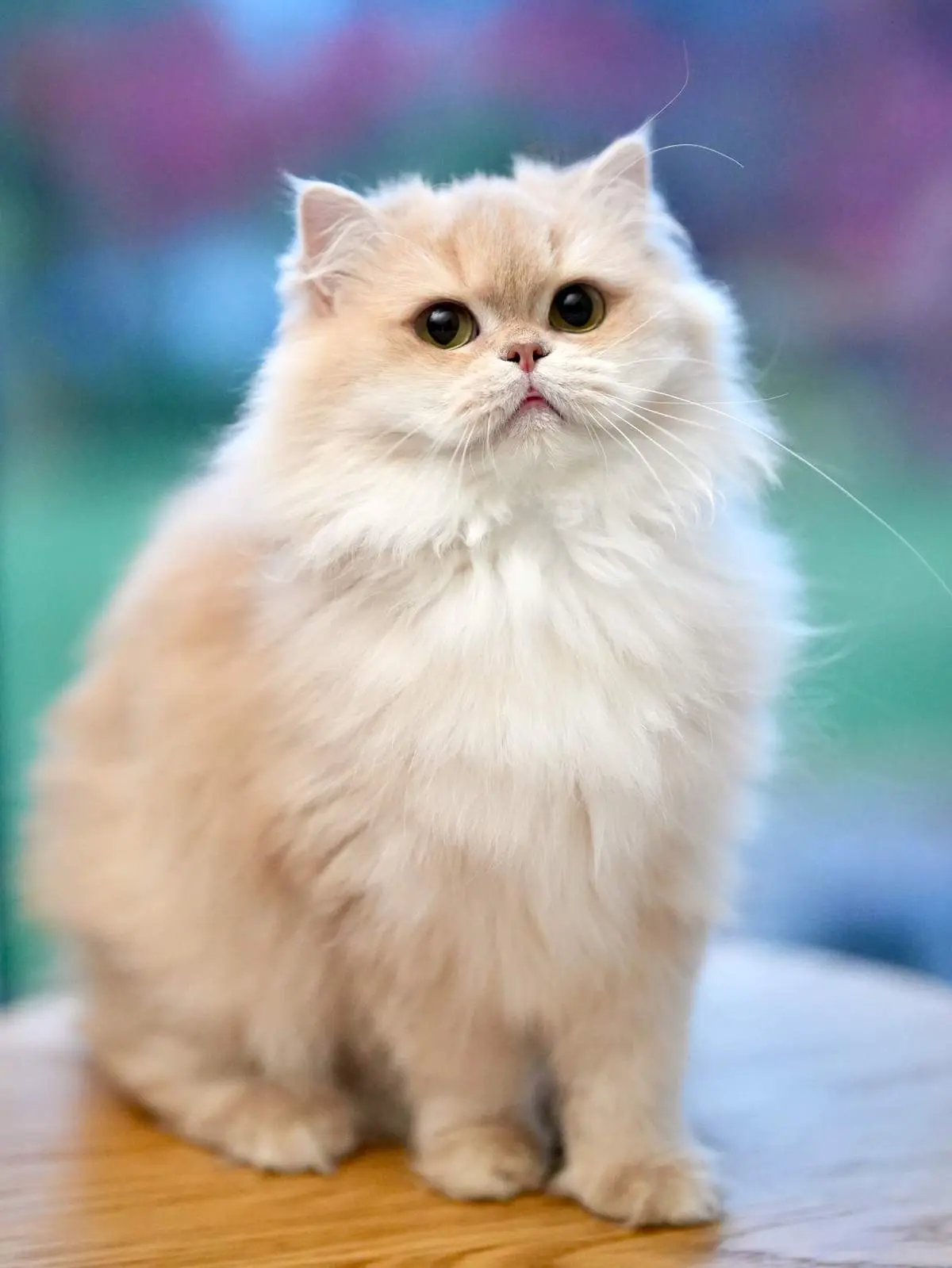 Calm cat or veterinary cardiology scene for an educational page about HCM in cats