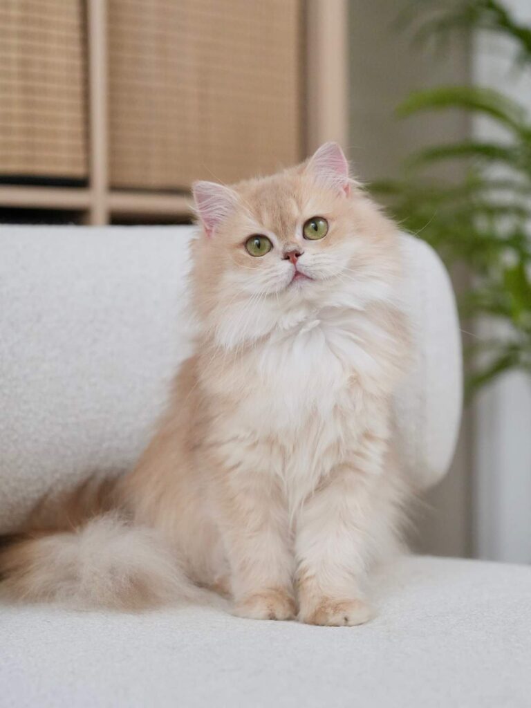 Lilac Golden Shaded British Longhair - HoneyBear - British Shorthair for sale & British Longhair Kittens for sale