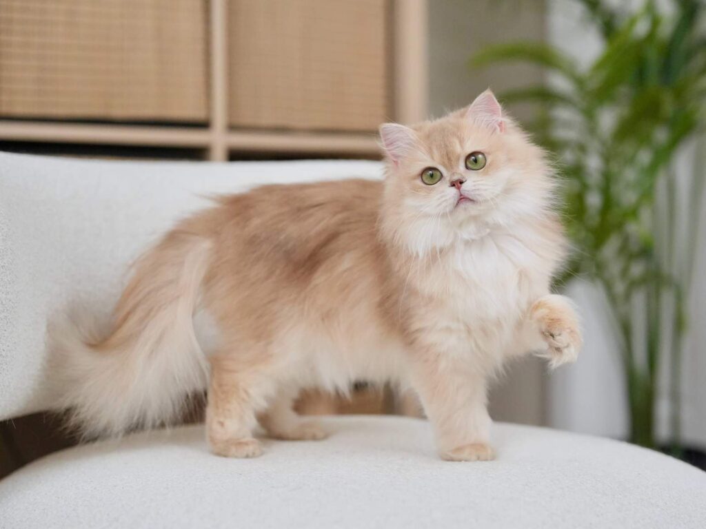 Lilac Golden Shaded British Longhair - HoneyBear - British Shorthair for sale & British Longhair Kittens for sale