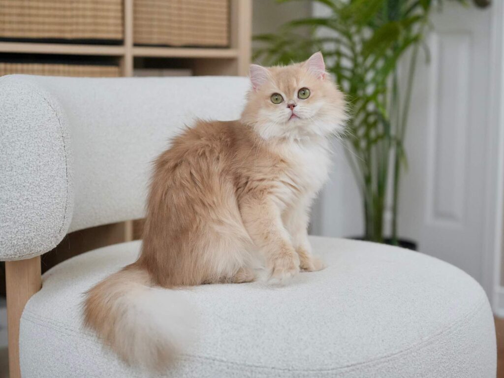 Lilac Golden Shaded British Longhair - HoneyBear - British Shorthair for sale & British Longhair Kittens for sale