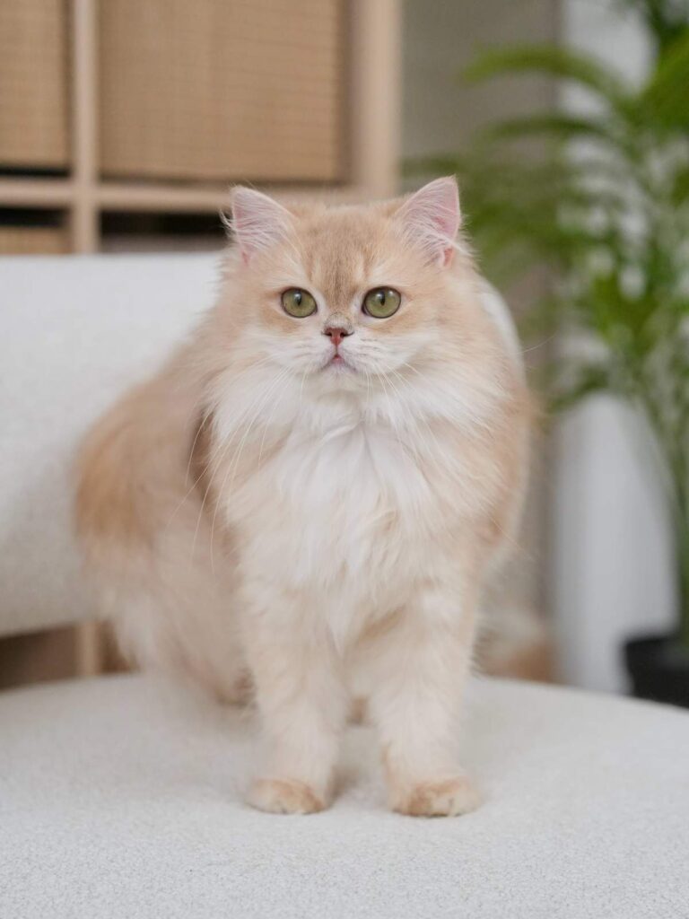 Lilac Golden Shaded British Longhair - HoneyBear - British Shorthair for sale & British Longhair Kittens for sale