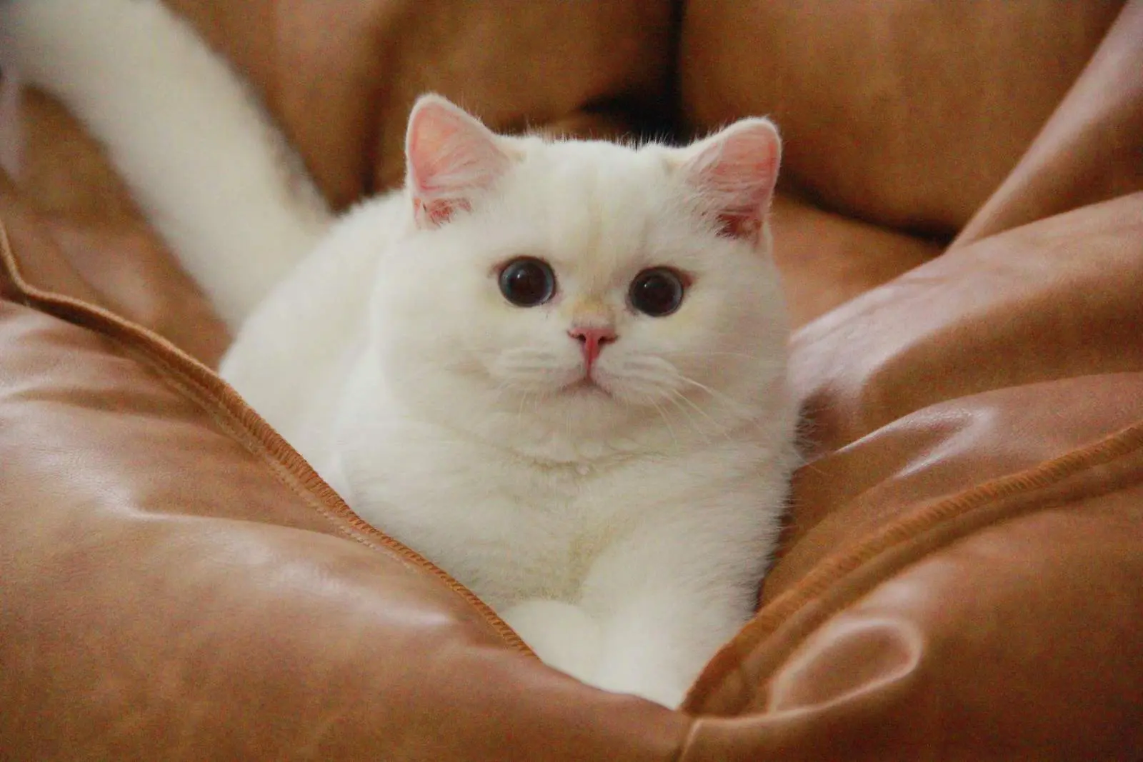 Storm — Golden Point — British Shorthair