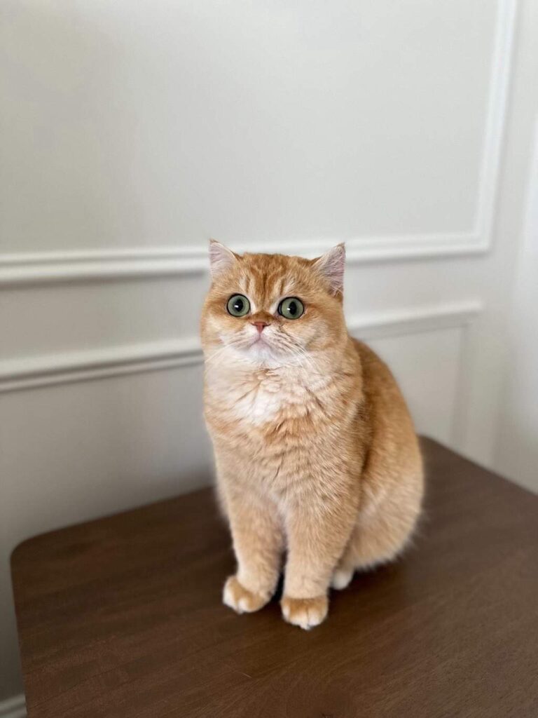 Golden Shaded British Shorthair - Solo - British Shorthair for sale & British Longhair Kittens for sale