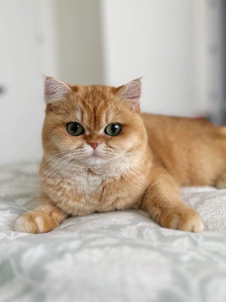 Golden Shaded British Shorthair - Solo - British Shorthair for sale & British Longhair Kittens for sale