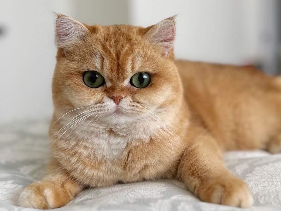 Solo — Golden — British Shorthair