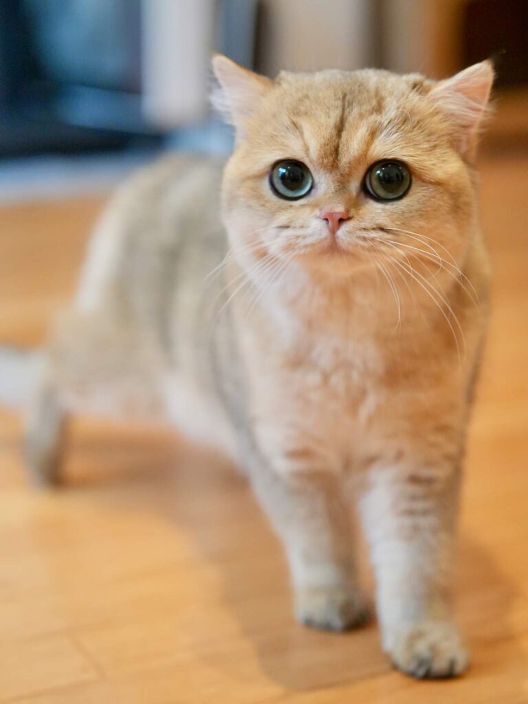 Golden Shaded British Shorthair - Leia - British Shorthair for sale & British Longhair Kittens for sale