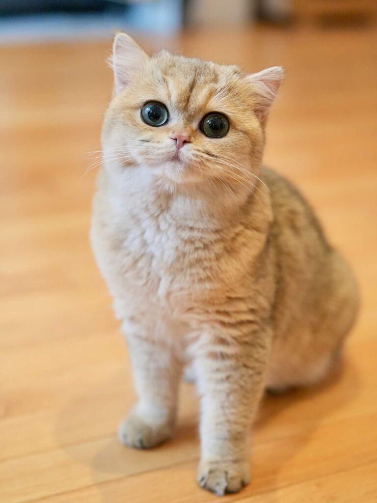 Leia is a pet s level british shorthair kittens for sale for her great performance of her face and body