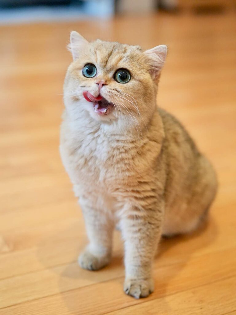 Golden Shaded British Shorthair - Leia - British Shorthair for sale & British Longhair Kittens for sale