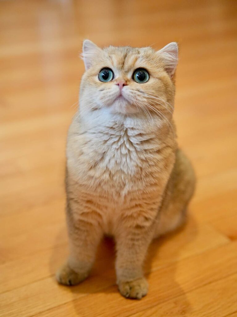 Golden Shaded British Shorthair - Leia - British Shorthair for sale & British Longhair Kittens for sale