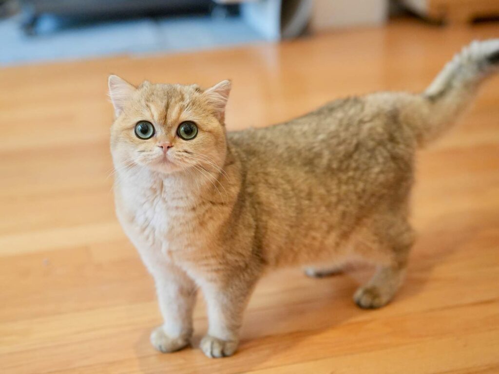 Golden Shaded British Shorthair - Leia - British Shorthair for sale & British Longhair Kittens for sale