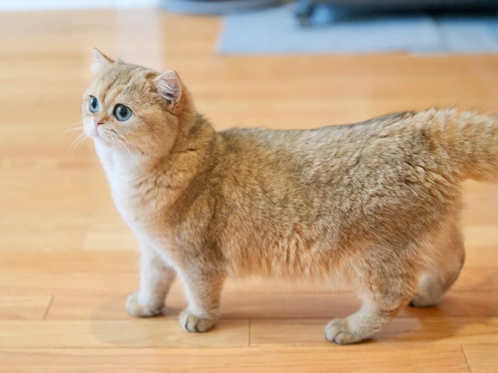 Golden Shaded British Shorthair - Leia - British Shorthair for sale & British Longhair Kittens for sale