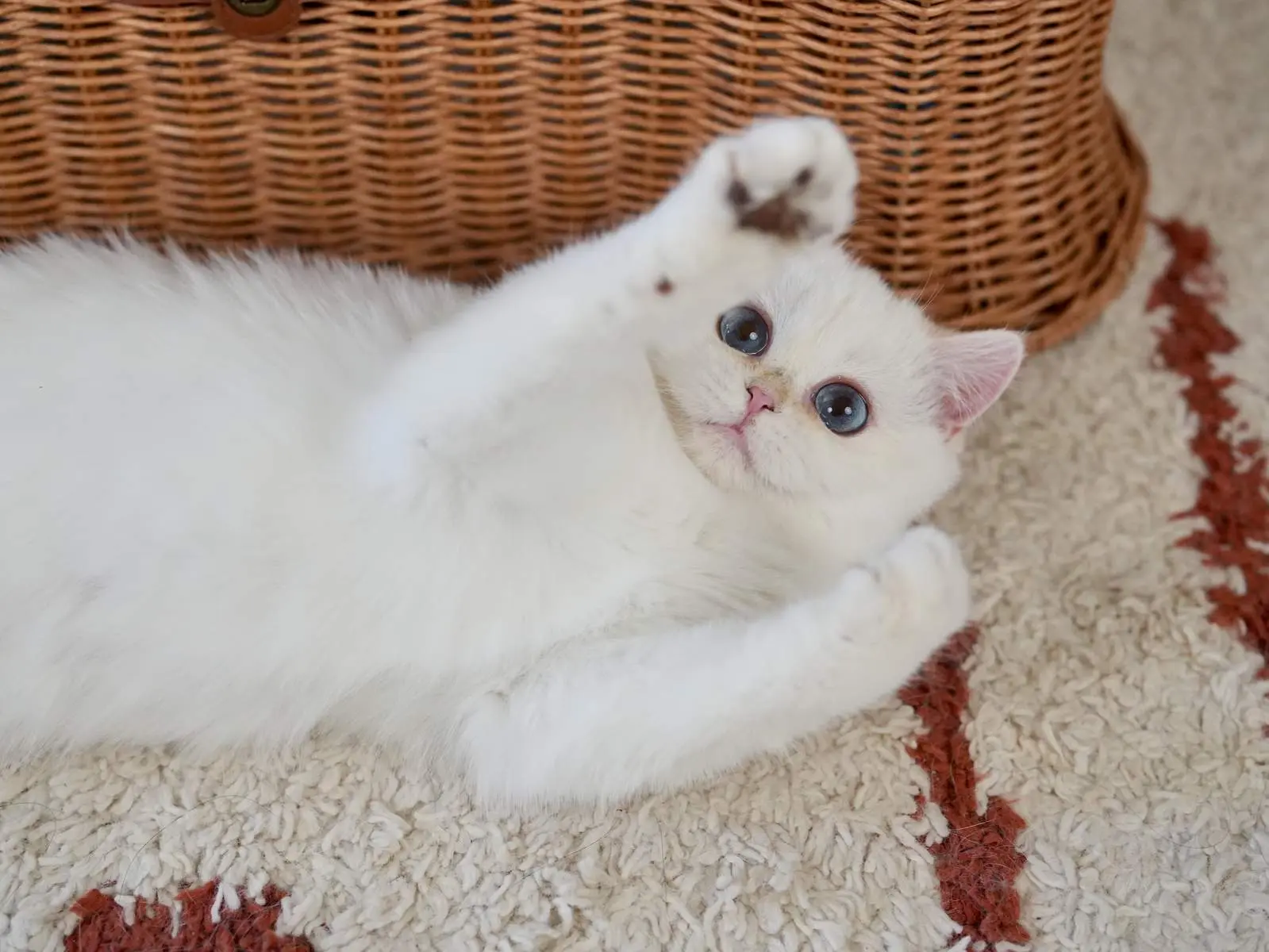 Luke — Golden Point — British Shorthair