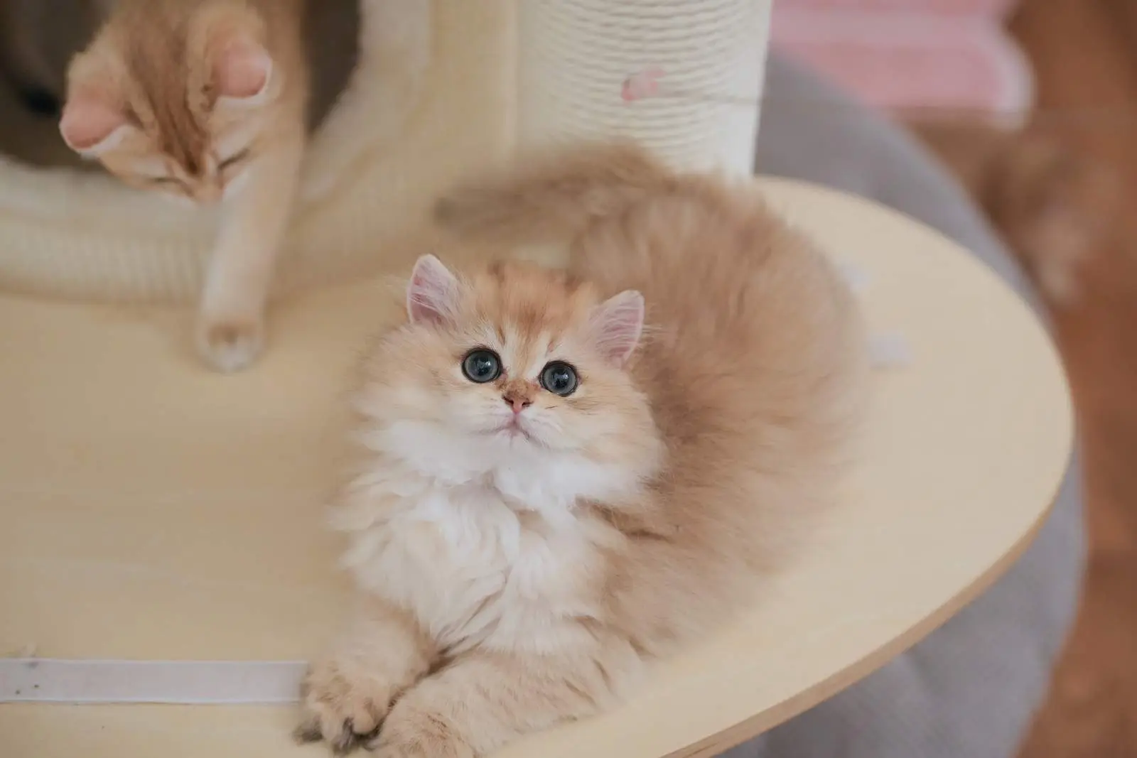 Mango — Golden — British Longhair