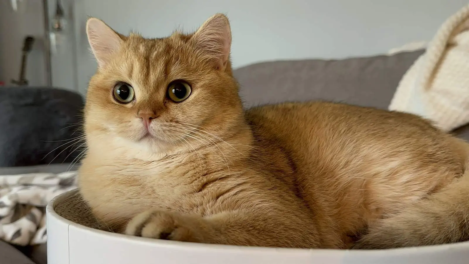 Max — Golden — British Shorthair