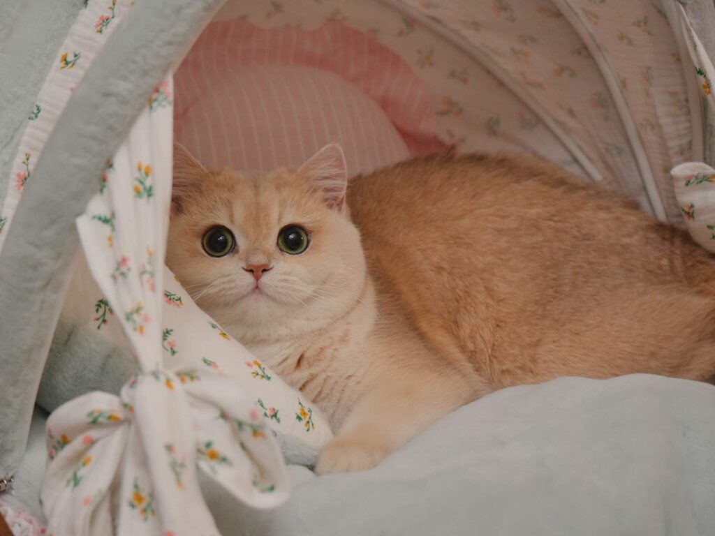 blue golden shaded british shorthair mochi is pretending himself as a kitten