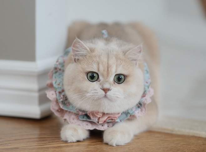 the blue golden british shorthair mochi is hunting over the corner