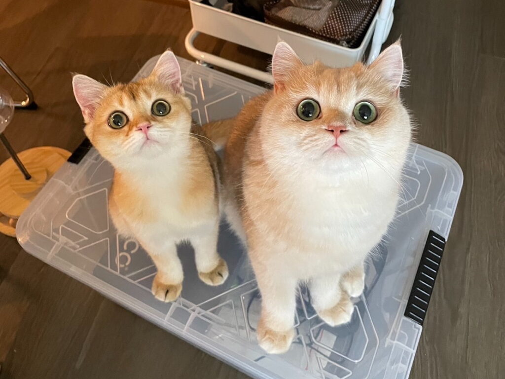 British Shorthair golden yuzu and mochi is sitting on the same chair