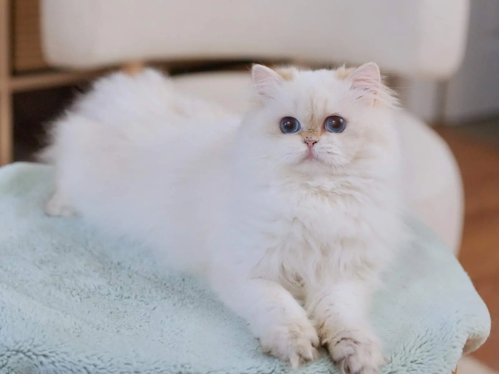 Momonga — Golden Point — British Longhair