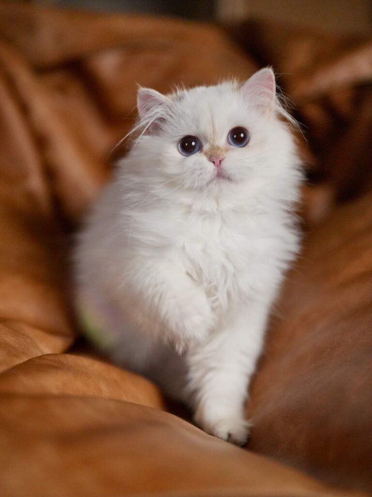 Momonga is an adorable british longhair cat for sale who is lying on the couch enjoying the afternoon