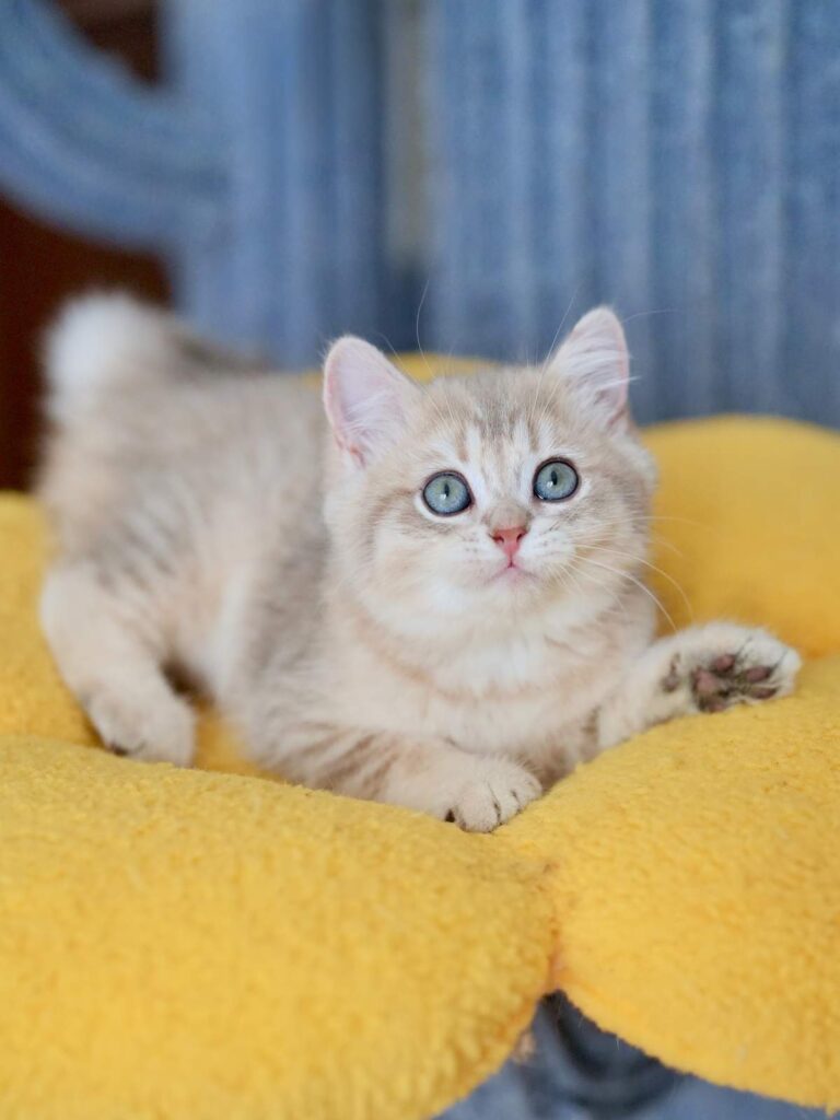 Blue Golden Tabby British Shorthair - Moose - British Shorthair for sale & British Longhair Kittens for sale