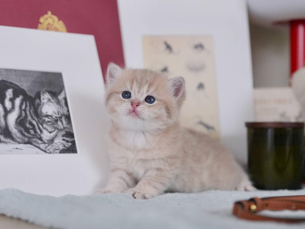 Blue Golden Tabby British Shorthair - Moose - British Shorthair for sale & British Longhair Kittens for sale