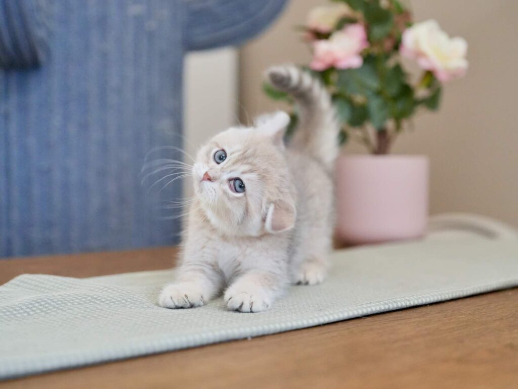 Blue Golden Tabby British Shorthair - Moose - British Shorthair for sale & British Longhair Kittens for sale