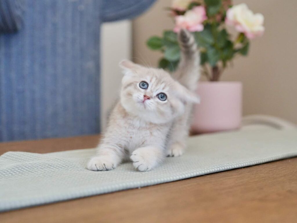 Blue Golden Tabby British Shorthair - Moose - British Shorthair for sale & British Longhair Kittens for sale