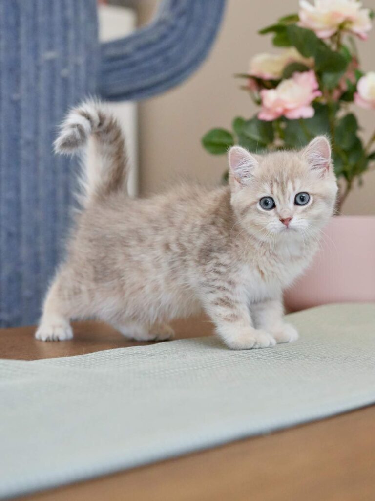 Blue Golden Tabby British Shorthair - Moose - British Shorthair for sale & British Longhair Kittens for sale