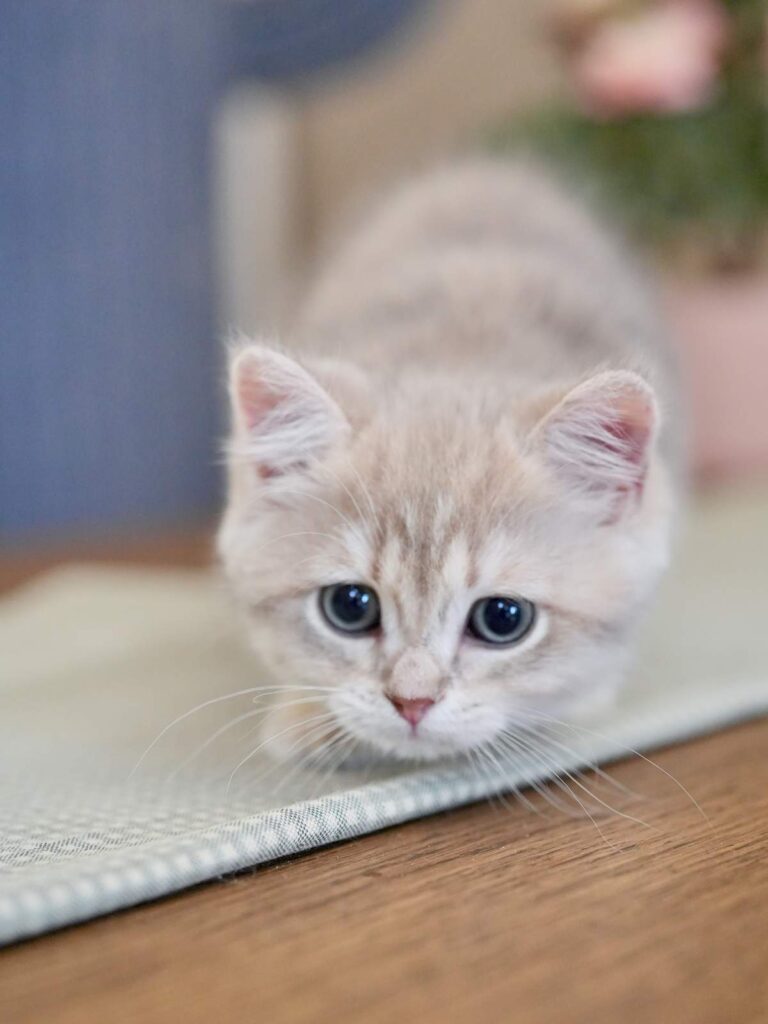 Blue Golden Tabby British Shorthair - Moose - British Shorthair for sale & British Longhair Kittens for sale
