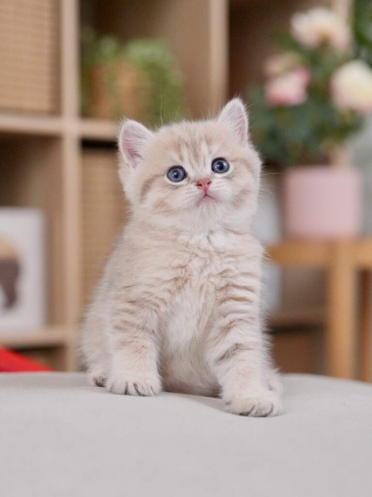 Blue Golden Tabby British Shorthair - Moose - British Shorthair for sale & British Longhair Kittens for sale