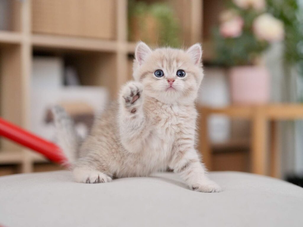 Blue Golden Tabby British Shorthair - Moose - British Shorthair for sale & British Longhair Kittens for sale