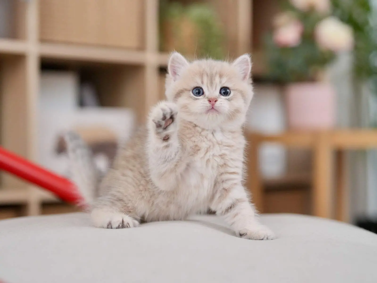 Moose — Blue Golden — British Shorthair