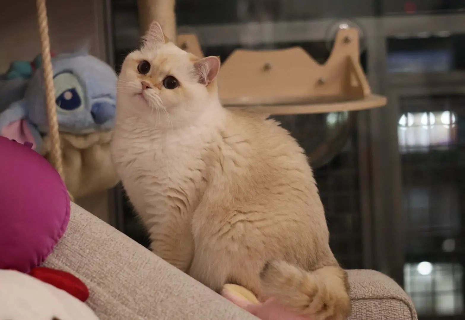 Nacho — Golden Point — British Shorthair