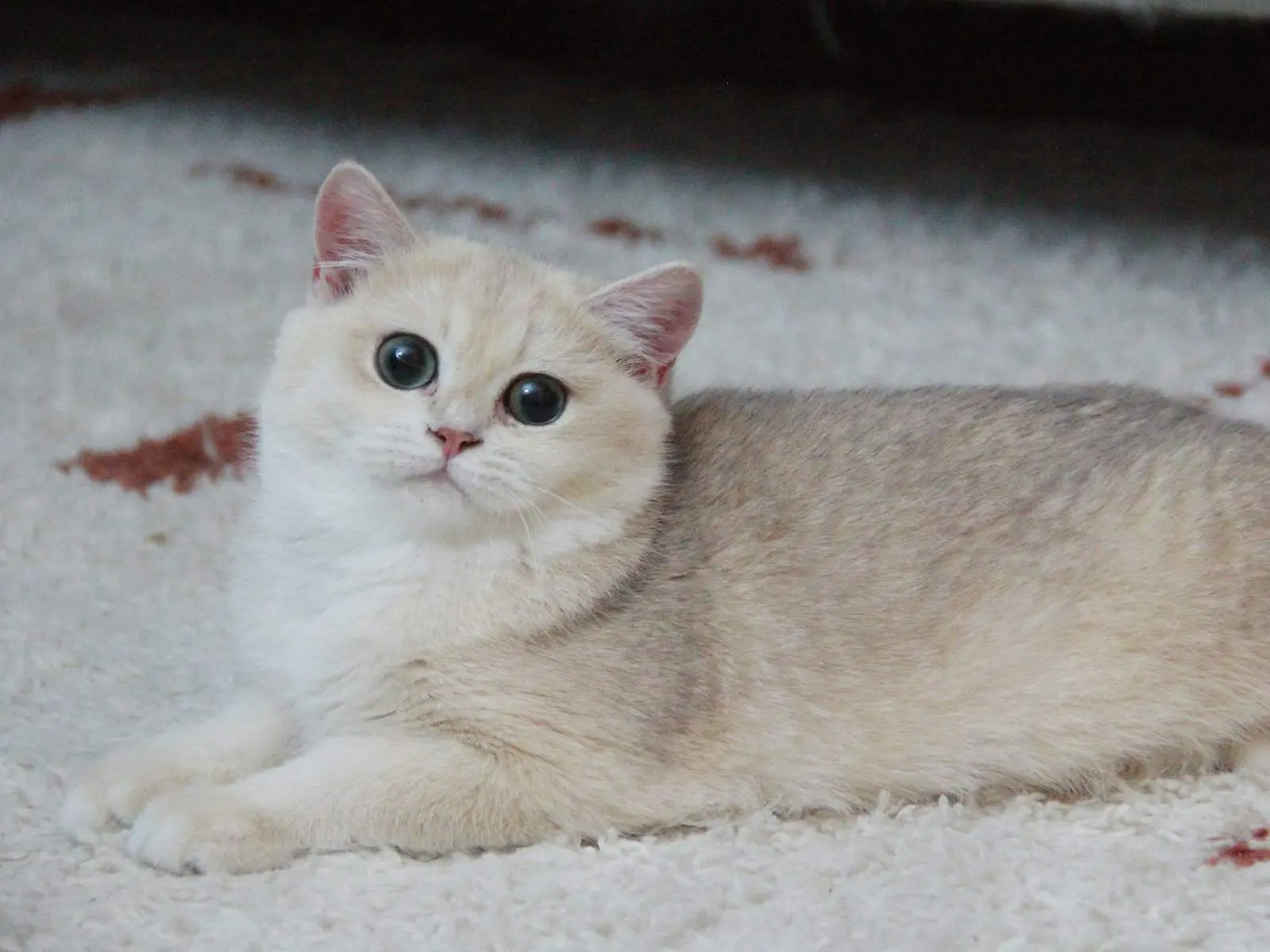 Nikki — Blue Golden — British Shorthair