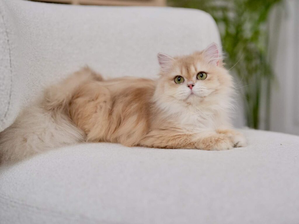 Lilac Golden Shaded British Longhair - NovaBear - British Shorthair for sale & British Longhair Kittens for sale