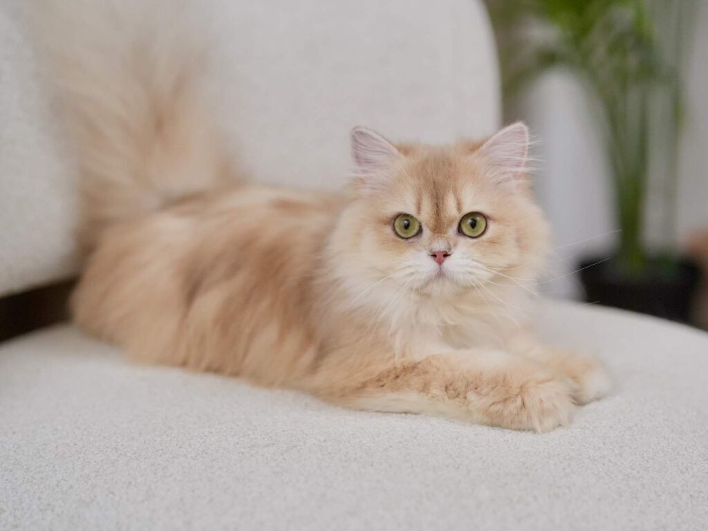 Lilac Golden Shaded British Longhair - NovaBear - British Shorthair for sale & British Longhair Kittens for sale