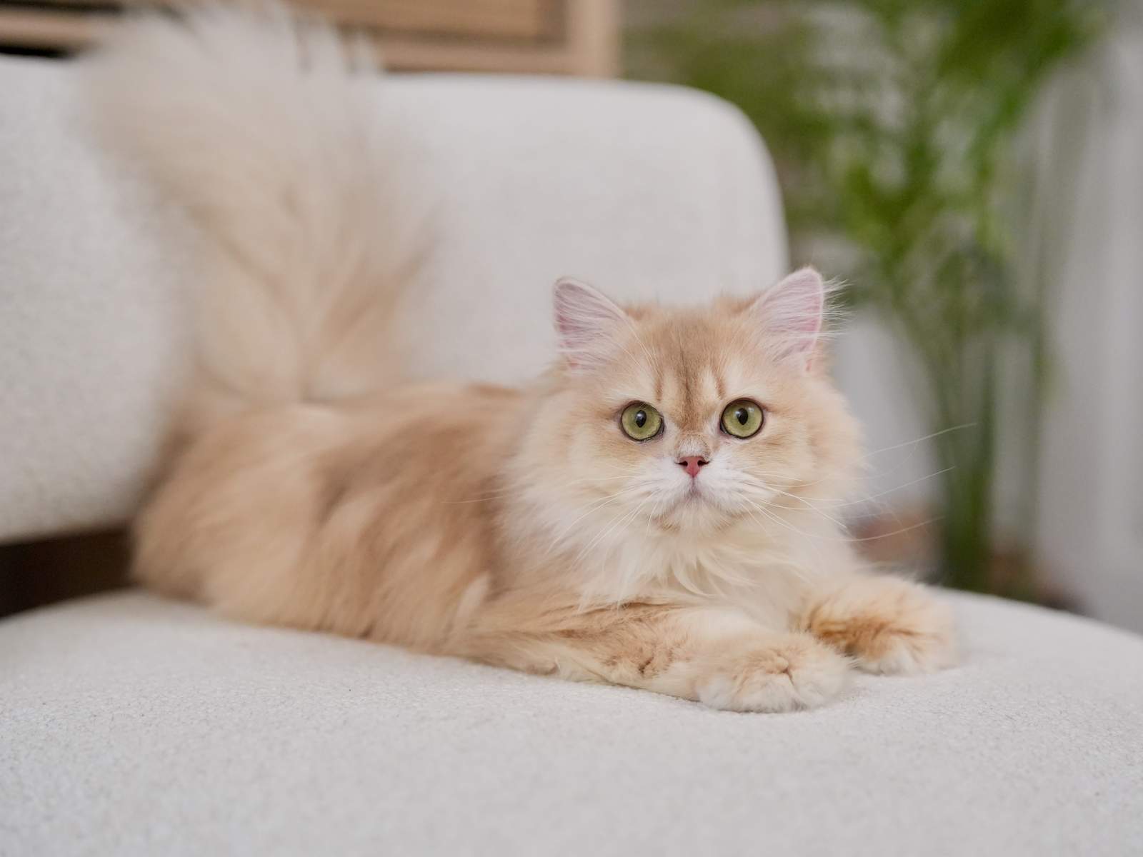 the lilac golden shaded british longhair novabear is lying on the white sofa