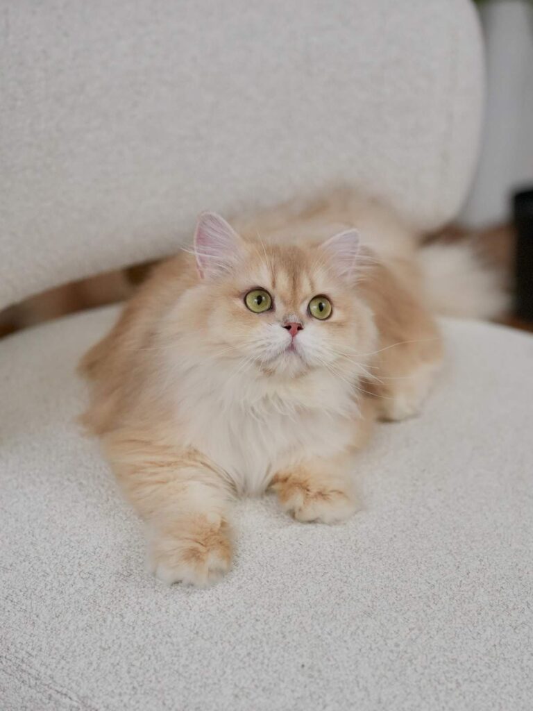 Lilac Golden Shaded British Longhair - NovaBear - British Shorthair for sale & British Longhair Kittens for sale