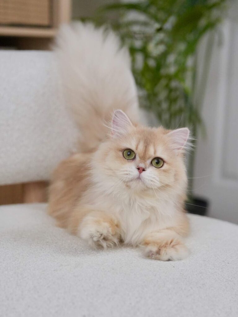 Lilac Golden Shaded British Longhair - NovaBear - British Shorthair for sale & British Longhair Kittens for sale
