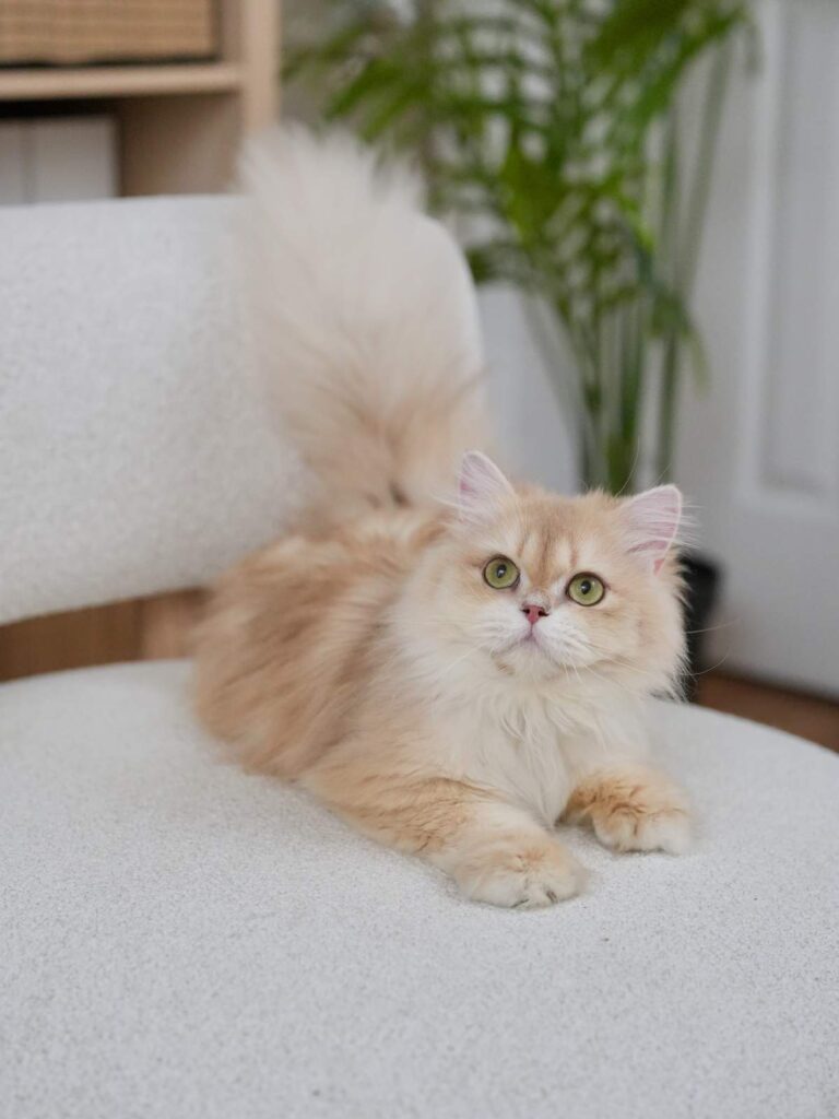 Lilac Golden Shaded British Longhair - NovaBear - British Shorthair for sale & British Longhair Kittens for sale
