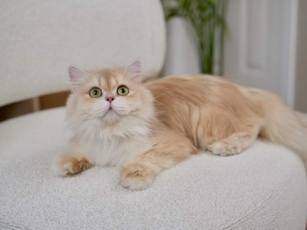 Lilac Golden Shaded British Longhair - NovaBear - British Shorthair for sale & British Longhair Kittens for sale